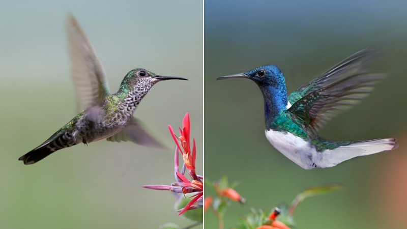 Female Hummingbird Male Plumage Mimicry